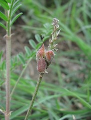 Astragalus onobrychis