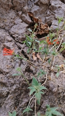 Bouvardia ternifolia