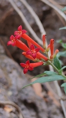 Bouvardia ternifolia
