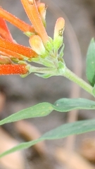 Bouvardia ternifolia