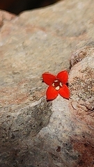 Bouvardia ternifolia