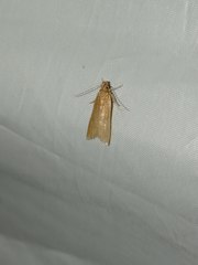 Helcystogramma rufescens