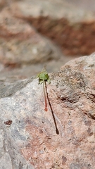 Bouvardia ternifolia