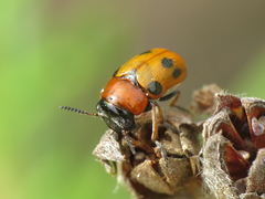 Coptocephala scopolina
