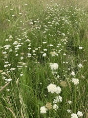 Oenanthe peucedanifolia