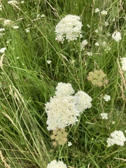 Oenanthe peucedanifolia