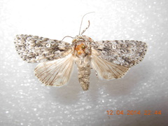 Acronicta marmorata