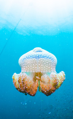 Phyllorhiza punctata
