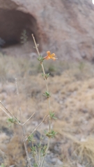 Anisacanthus