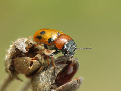 Coptocephala scopolina