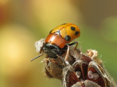 Coptocephala scopolina