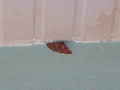 Lepidoptera