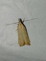 Dichomeris limosellus