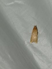 Helcystogramma rufescens