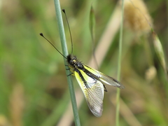 Libelloides baeticus
