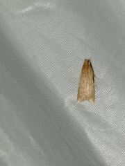 Helcystogramma rufescens