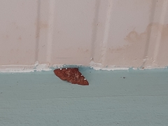 Lepidoptera