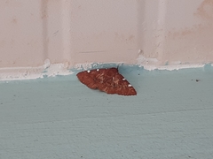 Lepidoptera