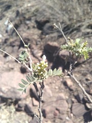 Eysenhardtia orthocarpa