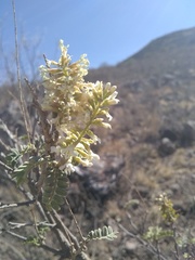 Eysenhardtia orthocarpa