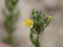 Linaria arenaria