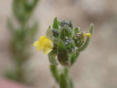 Linaria arenaria