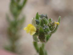 Linaria arenaria