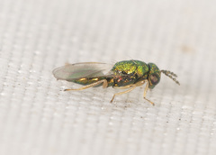 Entedon