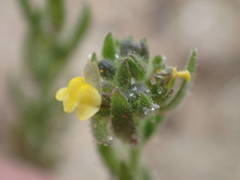 Linaria arenaria
