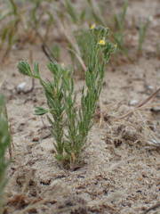 Linaria arenaria