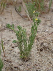 Linaria arenaria