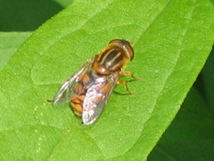 Parhelophilus