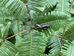 Hemithyrsocera vittata