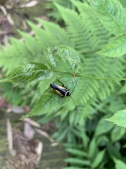 Hemithyrsocera vittata