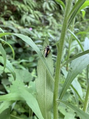 Hemithyrsocera vittata