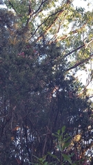 Melithreptus validirostris