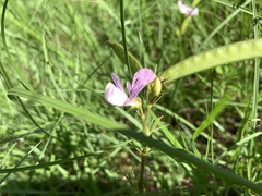 Tephrosia spicata