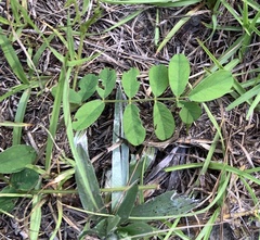 Tephrosia spicata