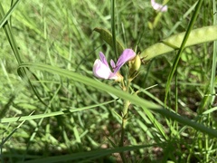 Tephrosia spicata