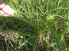 Tephrosia spicata