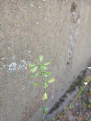 Noccaea caerulescens