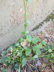 Noccaea caerulescens