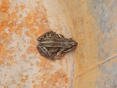 Rana amurensis