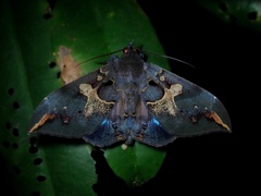 Ischyja ferrifracta