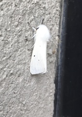 Spilosoma urticae