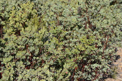 Arctostaphylos pilosula