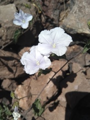 Jacquemontia pringlei