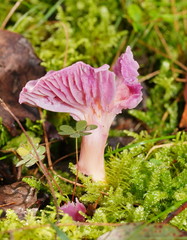 Hygrocybe cheelii