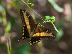 Heraclides andraemon