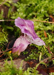 Hygrocybe cheelii